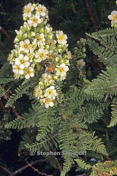 chamaebatiaria millefolium 1 graphic